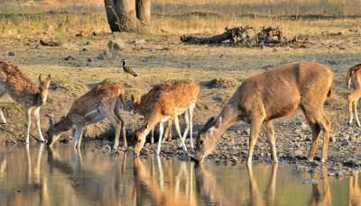 Ranthambore is one of the best places to visit in India with friends