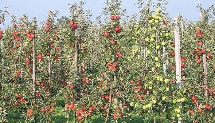 Apple Orchards In Manali 26/10/19