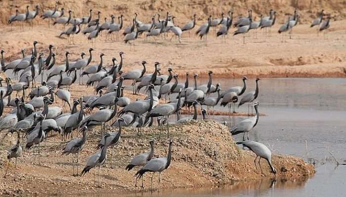 Bird Watching At Khichan