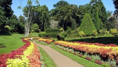 Peradaniya Gardens is one of the most beautiful places in Sri Lanka for nature lovers