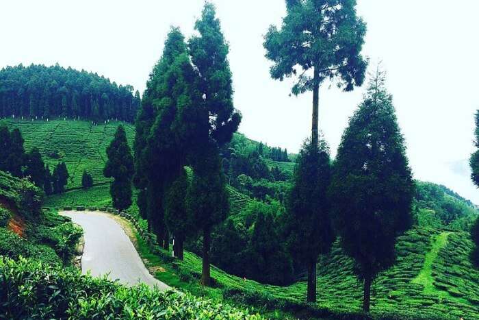 Basically Heaven With Tea Plantations