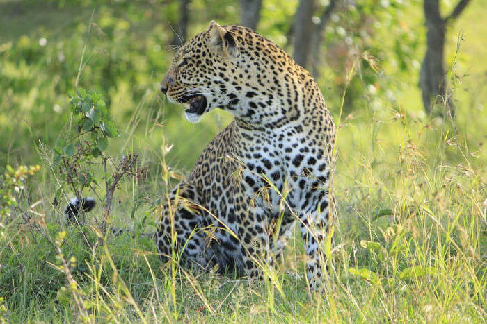 Jhalana Leopard Conservation Reserve