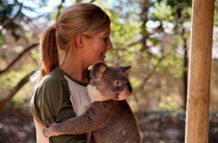 Queensland Hold A Koala