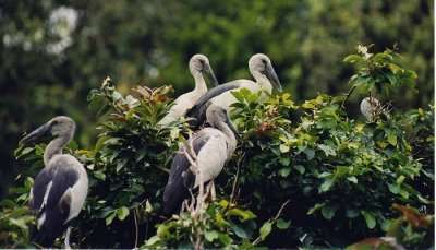  Ranganathittu Bird Sanctuary