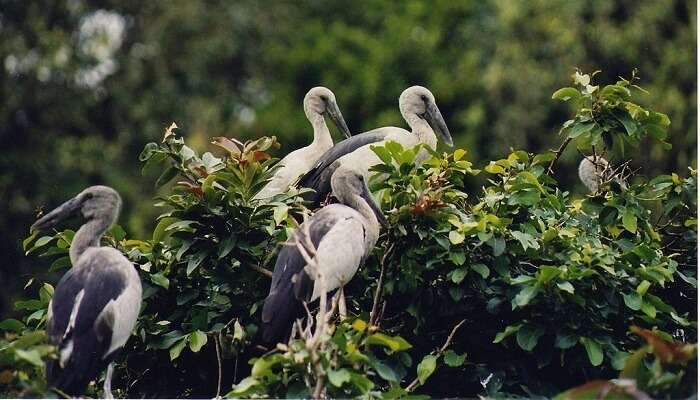 20 Fascinating Bird Sanctuaries In India One Should Visit In 2023