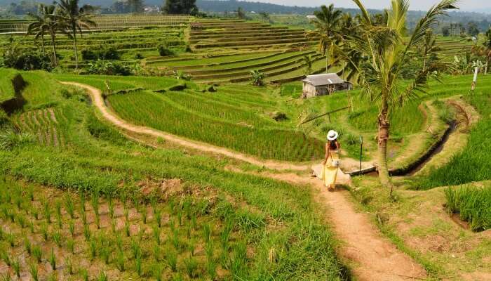tourist walking in terrace farming field