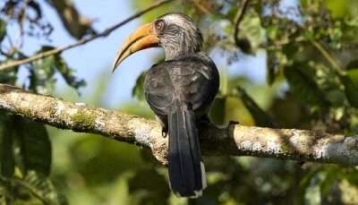 Thattekad Bird Sanctuary, Kerala