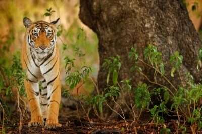Tiger in the national park