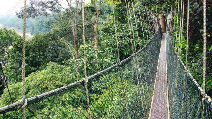 canopy-walk-karnataka_22nd oct