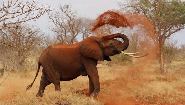 elephant throwing dust