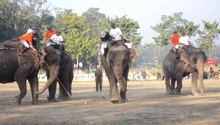 elephant polo jaipur