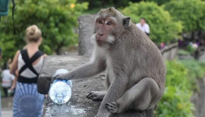 monkey in a zoo