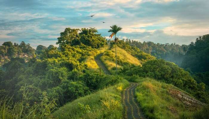 trekking trail amidst lush greenery
