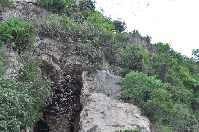 Battambang Bat Cave