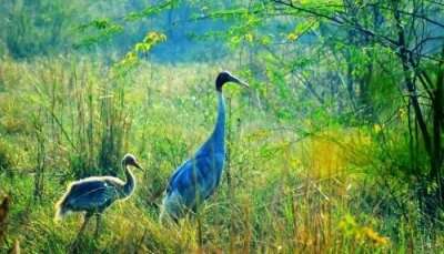 View of Bharatpur bird sanctuary: one of the best short road trips from Delhi 