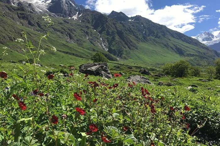 Chamoli