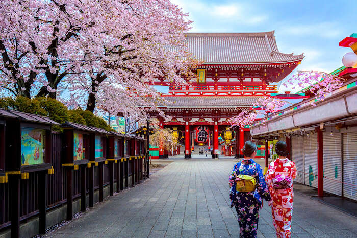 Beautiful japan temple in blossoming sakura garden, pink cherry