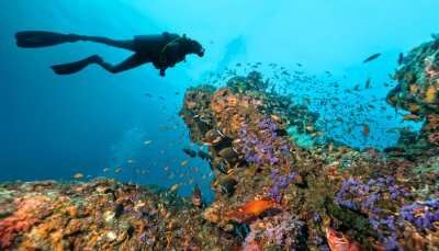 Best Maldives Scuba Diving