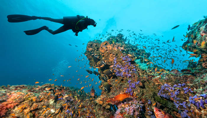 Top 10 Dive Sites in the Maldives - Marine life at Kandooma Thila