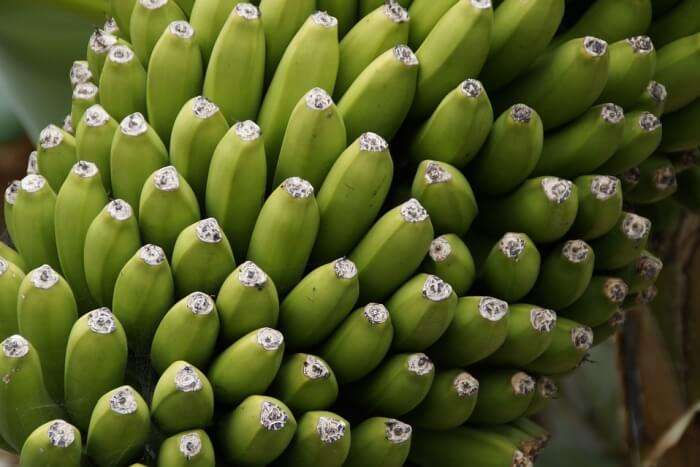 Shrub Bananas Close Banana Shrub Fruit
