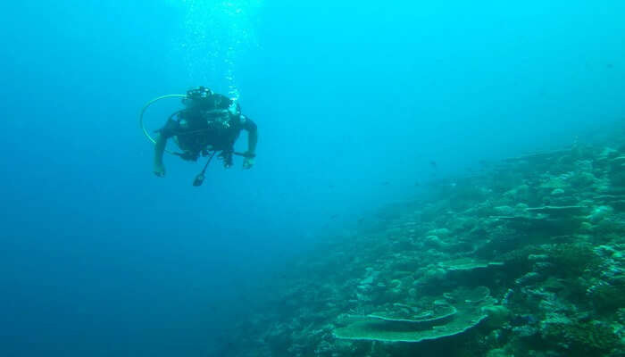 Embark on an underwater adventure with Whale Submarine Maldives