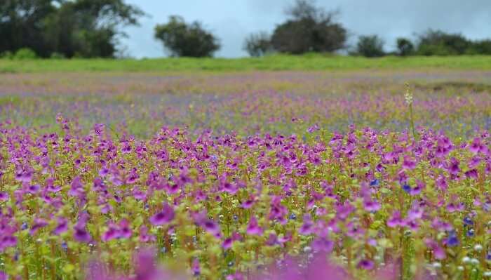 Kaas Plateau