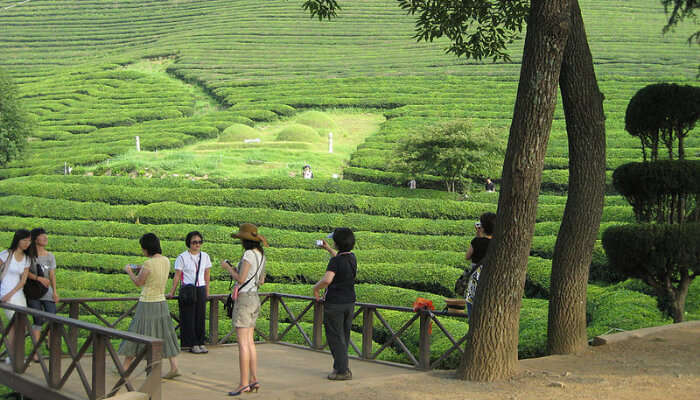 A Tea Garden With Some Tourists