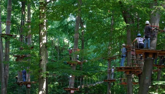 Treetop adventure activities