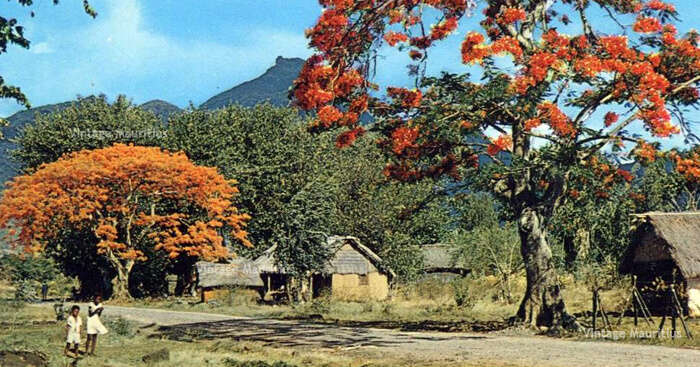 Pailles in Mauritius