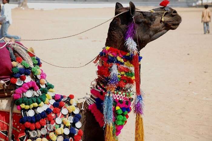 Pushkar Camel Fair near Ajmer