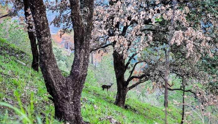 Road Trip To Kasauli