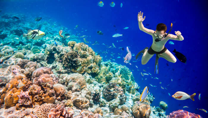Snorkeling In Maldives cover