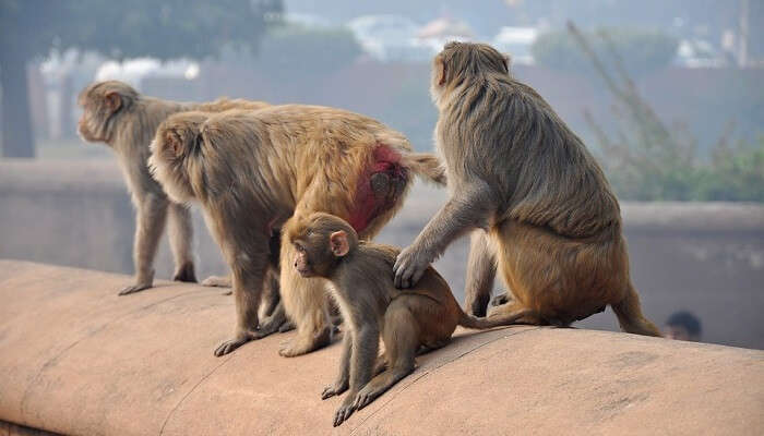 monkeys at kam shan country park