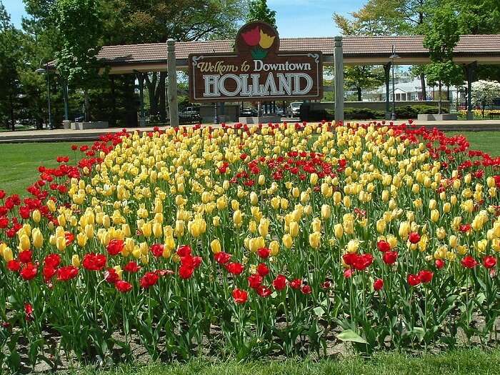 tulip fest in USA
