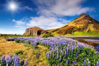 beautiful flowers blossoming in iceland