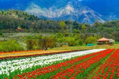 Fabulous Tulip Festival In Srinagar