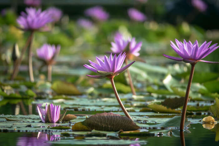 Water lilly