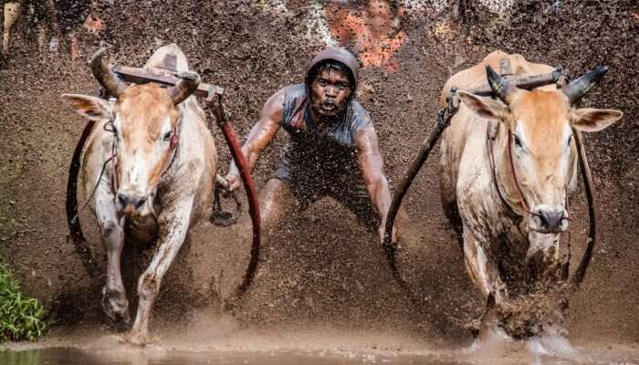 man holding the yokes on two bulls in a race