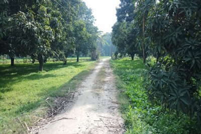 Mango trees in a Nain Kheri