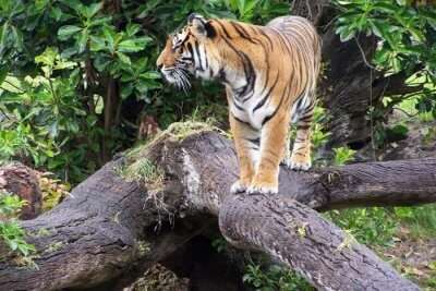 A spectacular view of Tiger standing on a rock