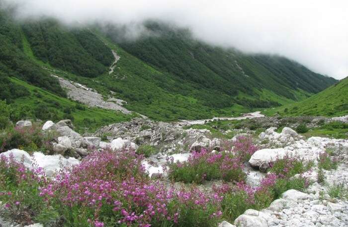 Valley Of Flowers View, one of the top honeymoon places in India in July.