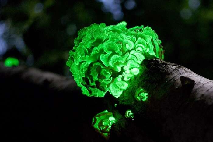 There Is A Glowing Forest Near Goa That You Didn't Know About