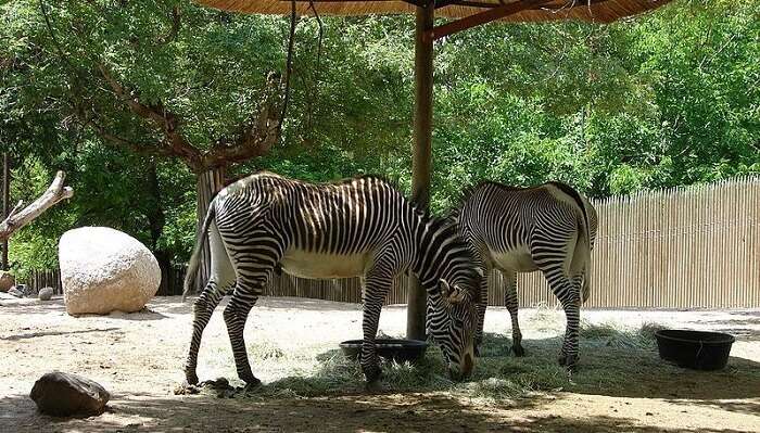 hogle zoo