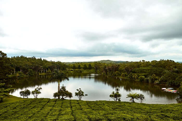 tea plantation