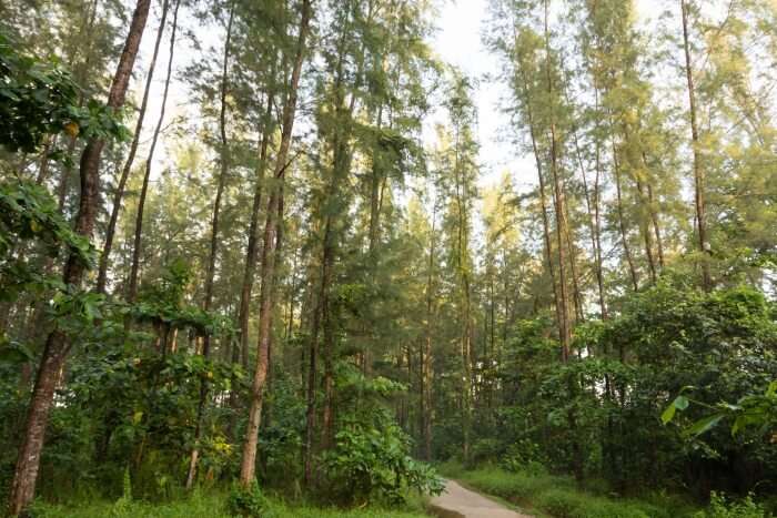 Tall trees in a forest