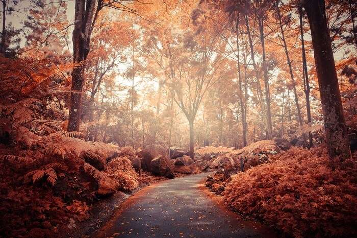 woodland in autumn