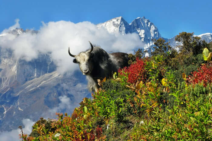 5 National Parks In Himachal Pradesh To Explore In The Year 2023
