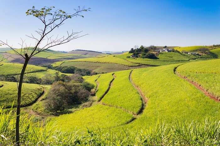 view of the green fields in valley of 1000 hills