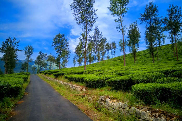 Explore the real natural beauty of south at Wayanad which is one of the best places to visit in India in June