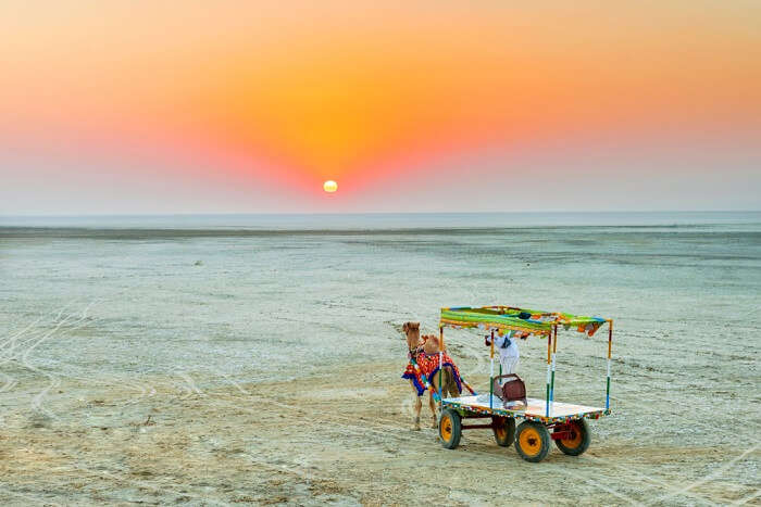 person with a camel cart in desert